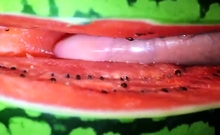 fruit fuck and self swallow - the best comes after cumming